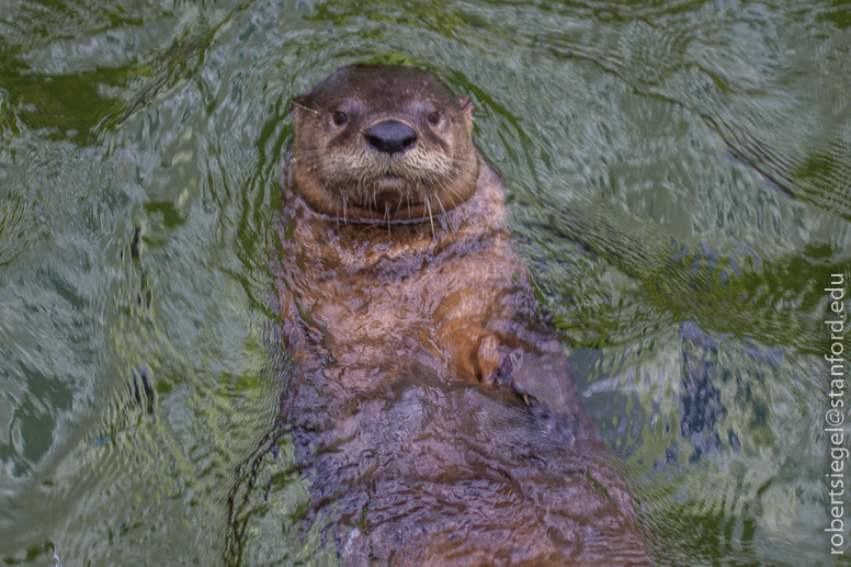 river otter